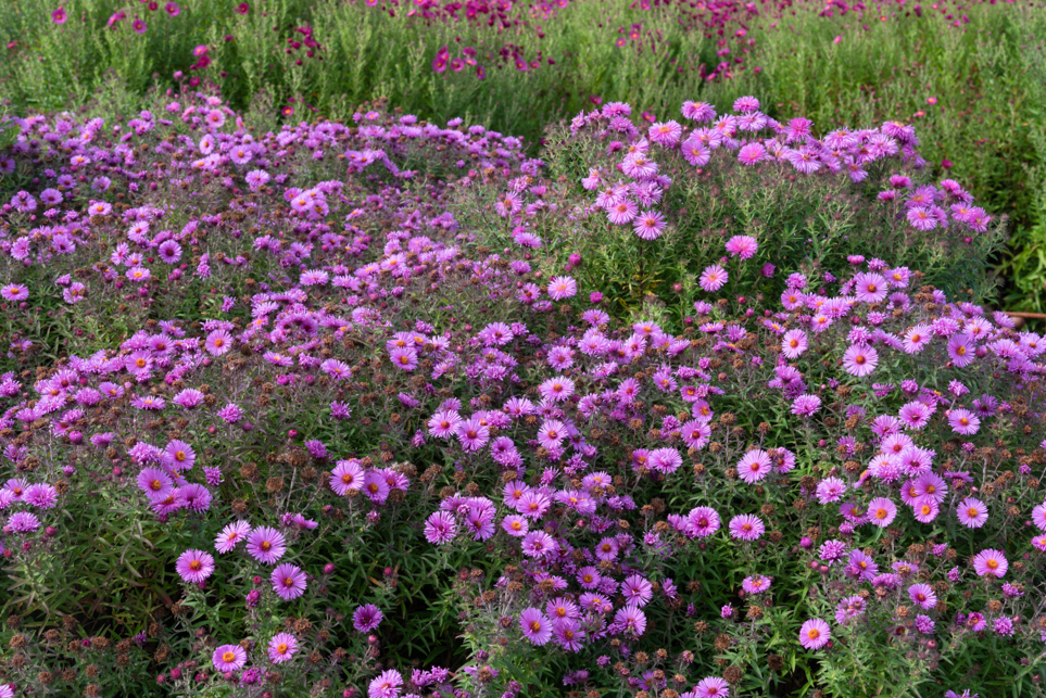 Ground covering Symphyotrichum novae-angliae ‘Brunswick’ asters with pink flowers growing outside in a field