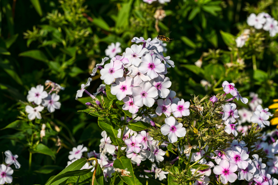 white flowers with pink centres from phlox paniculata 'White Admiral’ plants growing next to each other outdoors