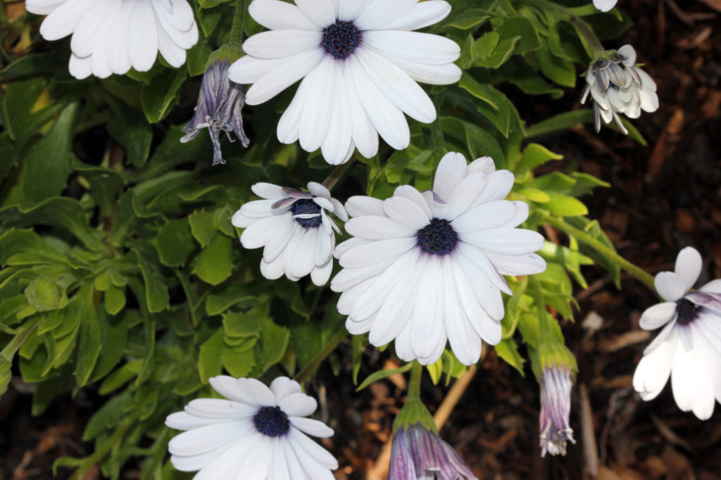 osteospermum 'Akila White Purple Eye’ with green foliage growing outside