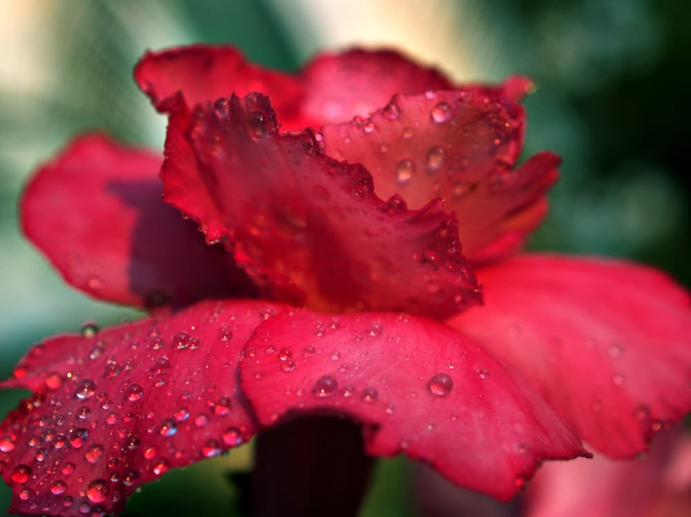 red azalea flower blooming in a garden and covered in water droplets