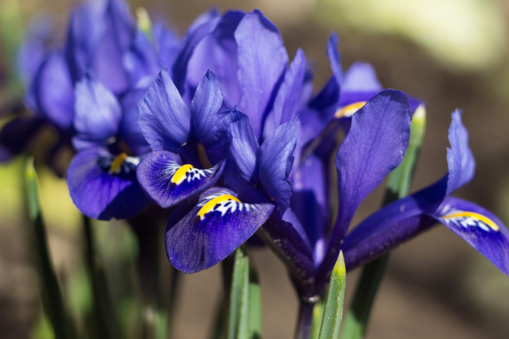 indigo flowers from an early bulbous iris plant growing outdoors