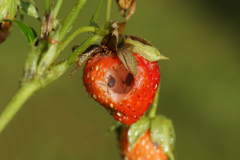 bugs and slugs that have made a hole in a strawberry and shown crawling inside the fruit