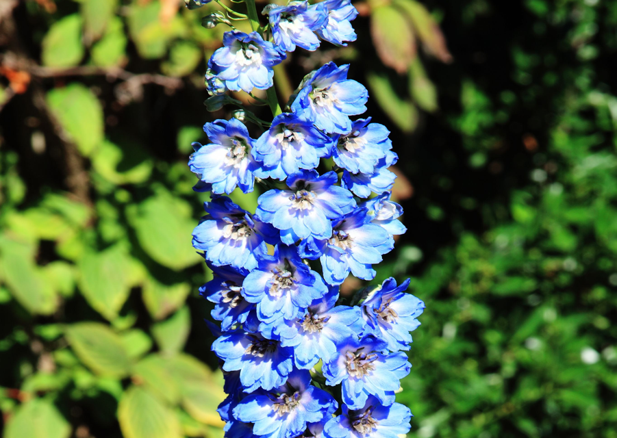 larkspur 'kestrel' with blue and white flowers growing in front of other plants with green foliage