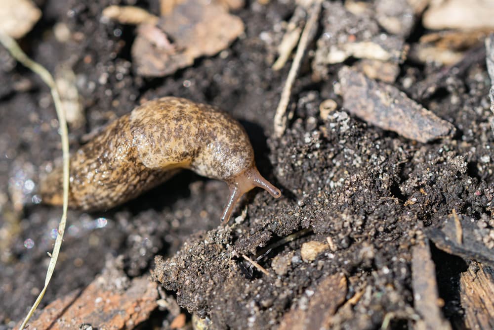 a large slug on garden soil