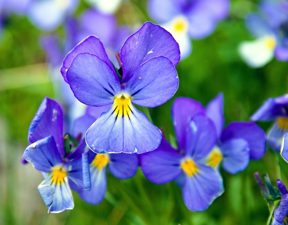 a close-up image of bluey purple violas with yellow centres and a leafy green background