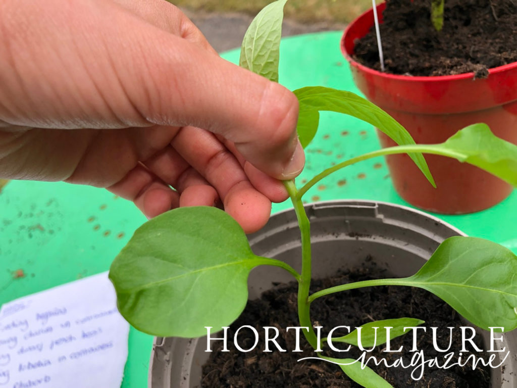 a hand pinching the stem of a chilli plant