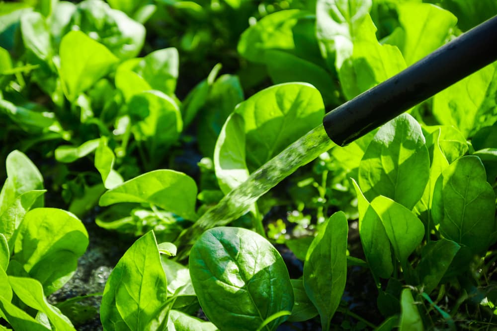 a hose pipe being used to water the soil of spinach plants
