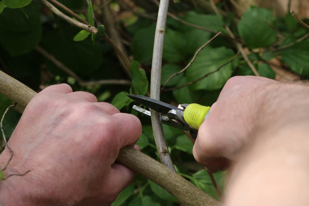 hand using yellow secateurs to snip the branches of a plant
