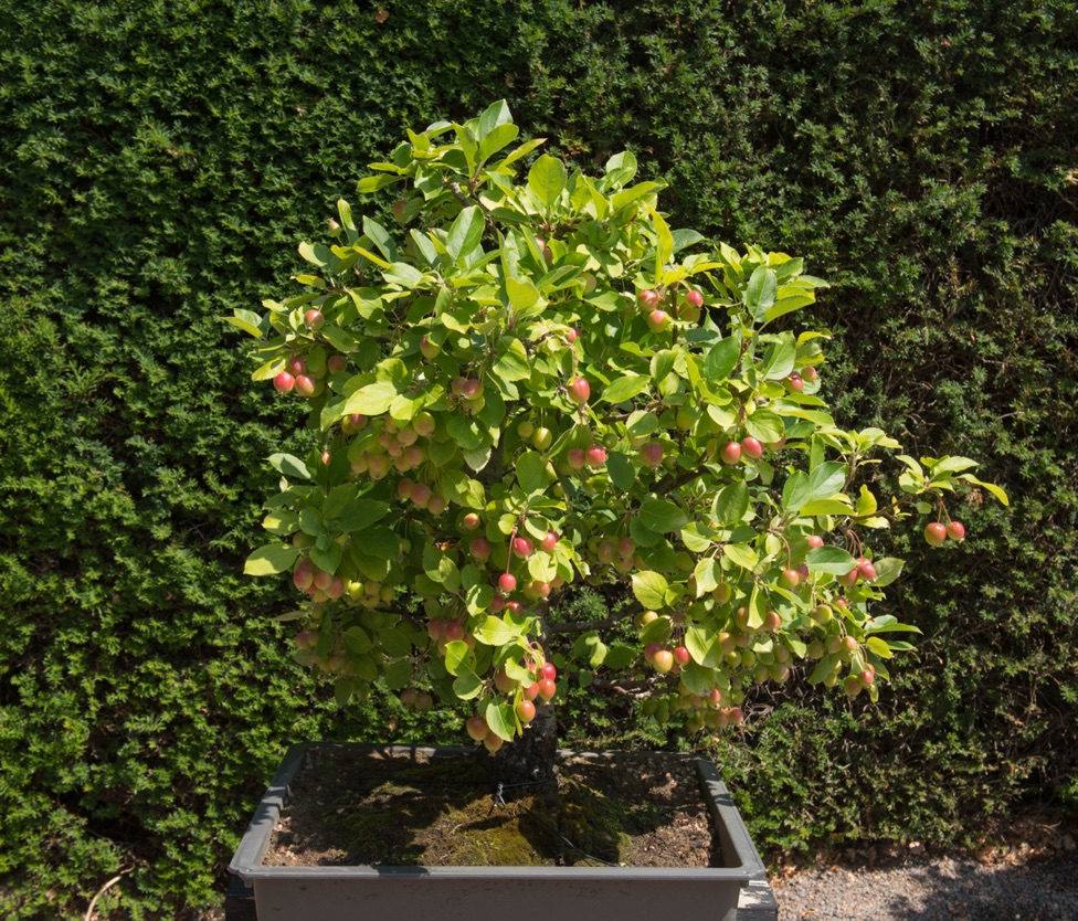 a very small crab apple tree with red fruit growing from a container in front of a large hedge