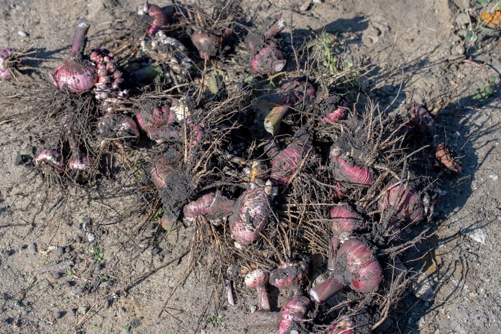 many gladioli corms dug out of the ground and shown sat on soil