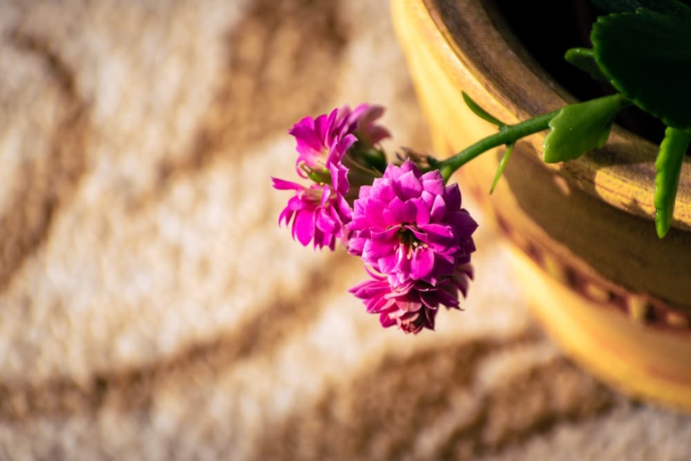 pink Kalanchoe blooms hanging from an indoor plant pot