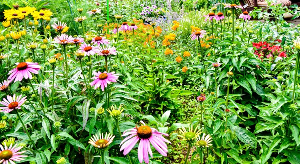 an array of pink, yellow, red and orange blooming flowers all growing close together outside, with their green leaves around them