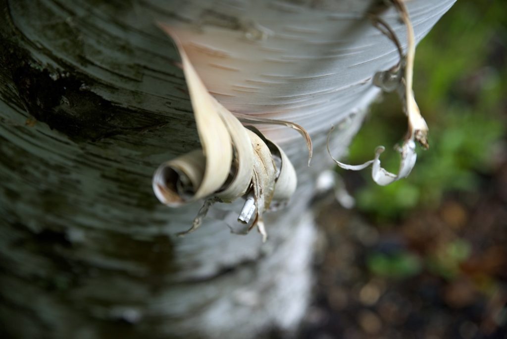 the peeling bark of a silver birch