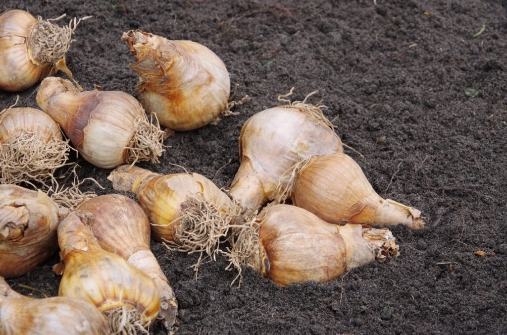 daffodil bulbs lying on top of some soil outside