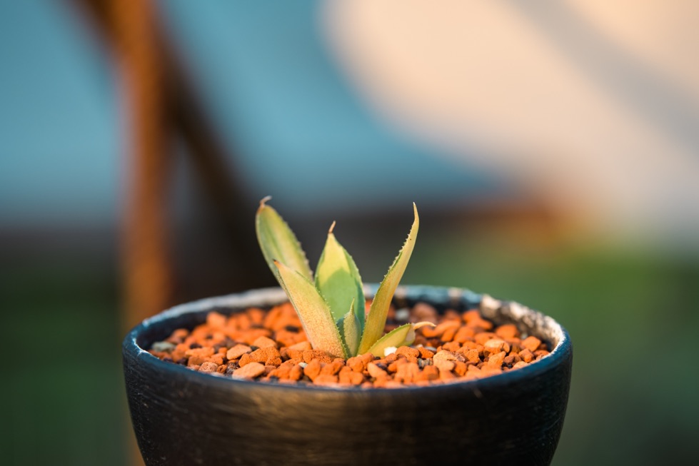 a young century plant that has been potted with gravel