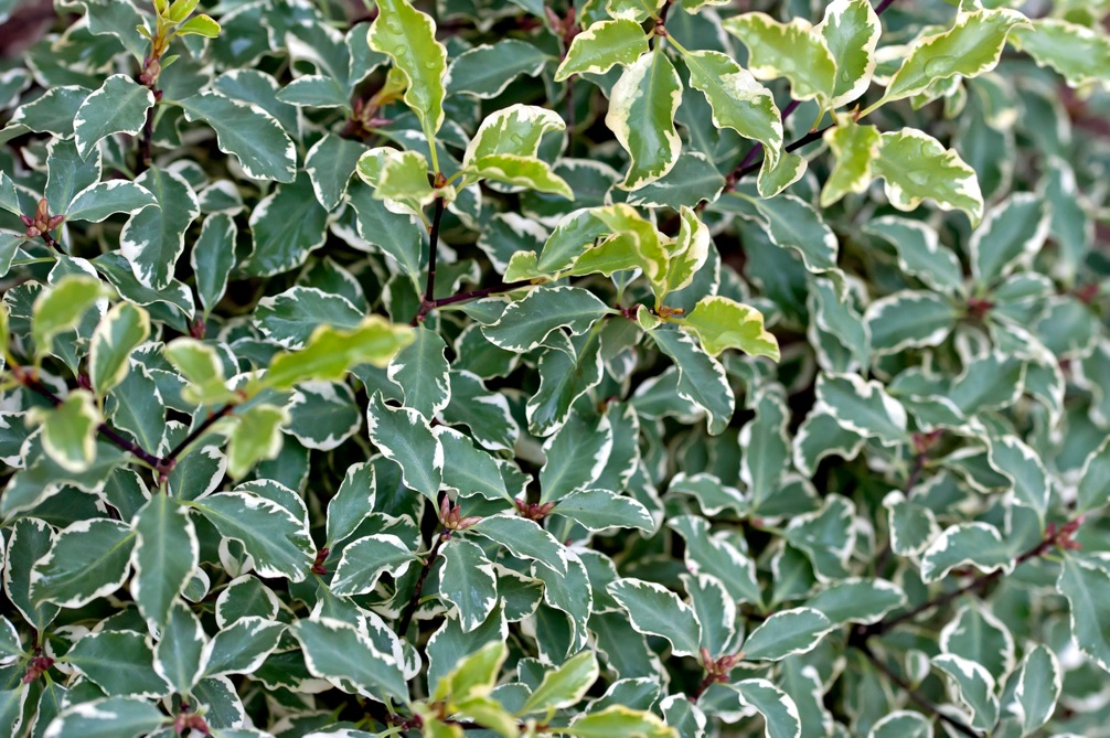 leaves of the pittosporum plant with green middles and white edges growing close together
