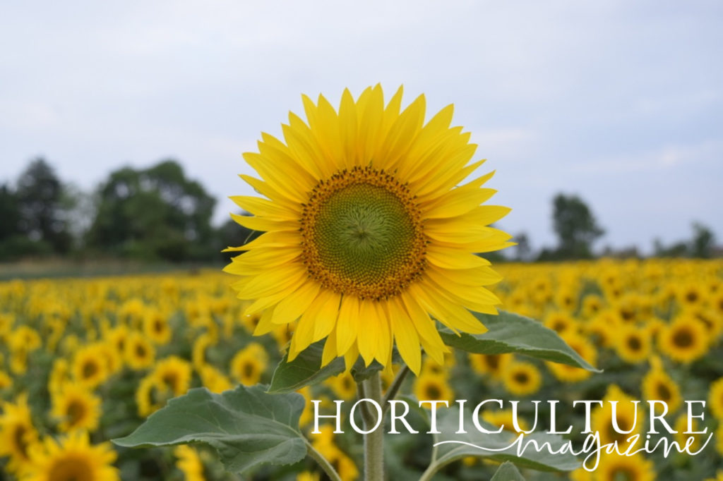 a large yellow sunflower growing in front of a field of other sunflower plants, with clouds and trees as a backdrop