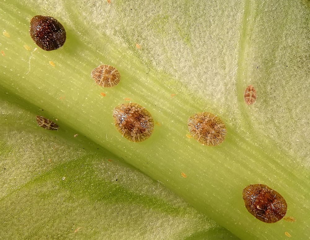 magnified view of black scale shown on the leaf of a plant