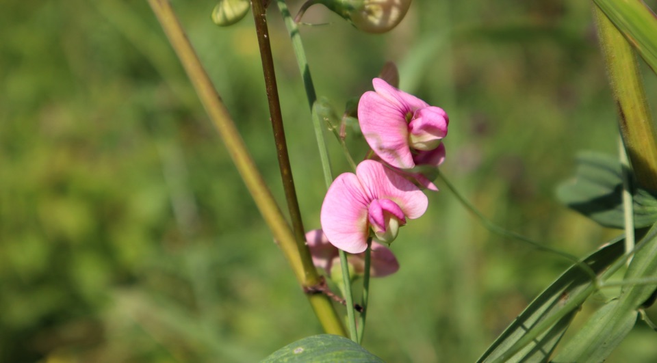 everlasting pea with two pink flowers growing outside