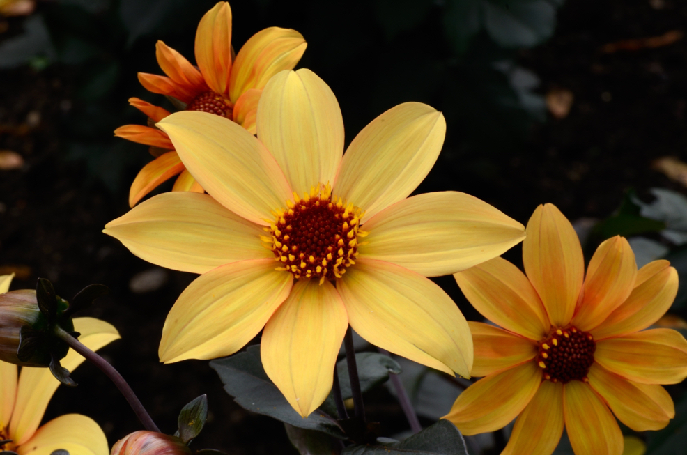 bishop of york type of dahlia with yellow petals and a dark orange centre