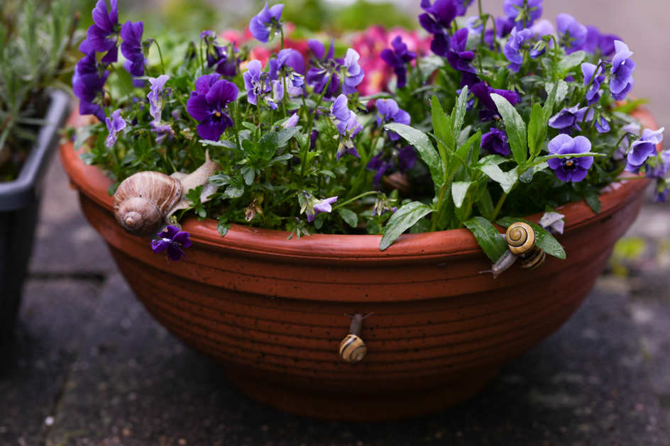 snails climbing up the side of a potted purple viola plant growing outside