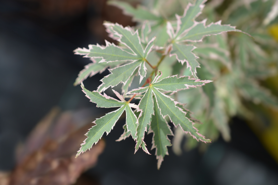Acer palmatum 'Butterfly' with variegated star-shaped leaves of green and cream