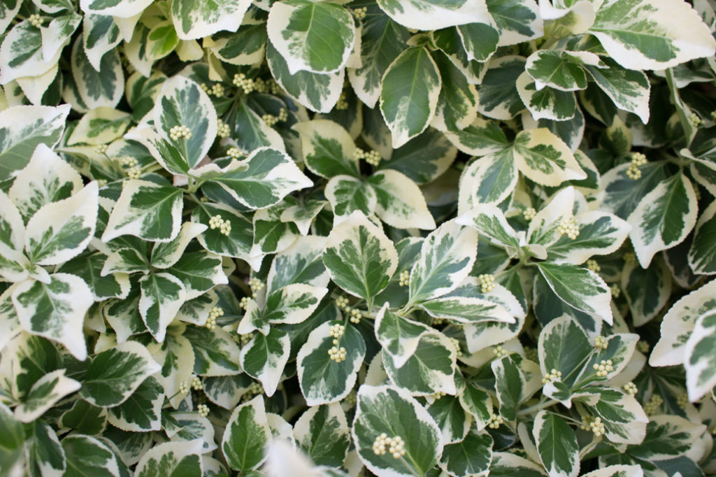 Euonymus fortunei 'Emerald Gaiety' with variegated leaves and small white flowers 