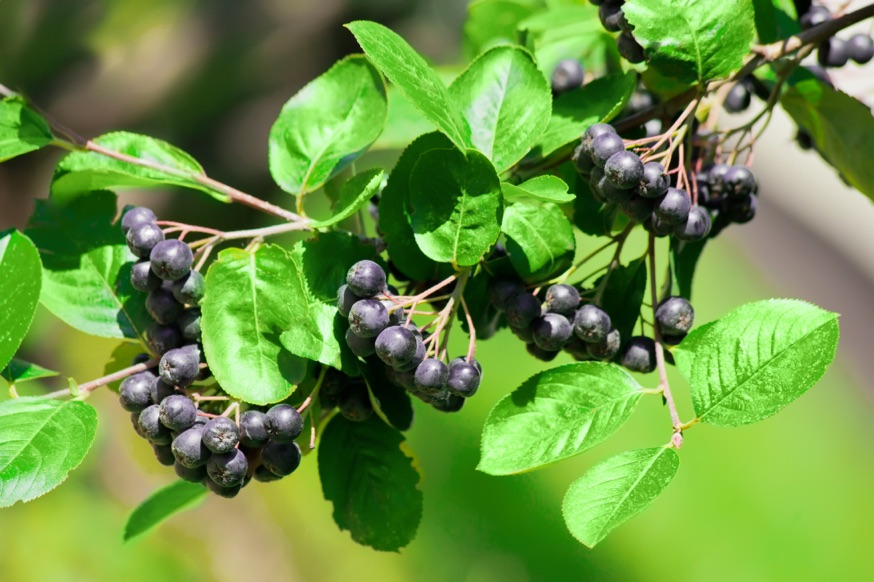 a black chokeberry plant featuring lots of small black berries and round green leaves