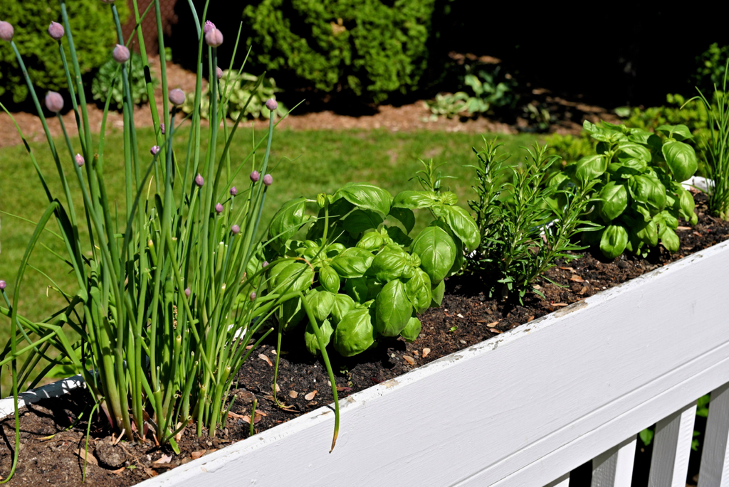 various herbs growing next to each other in a garden potted bed
