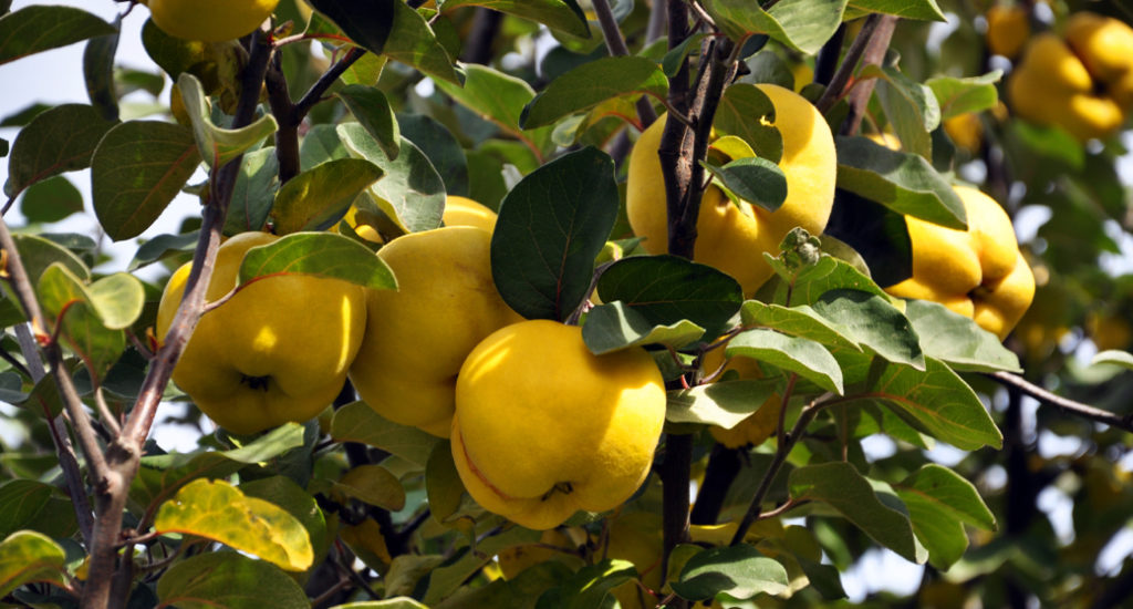 ripe yellow fruits hanging from the branch of Cydonia oblonga