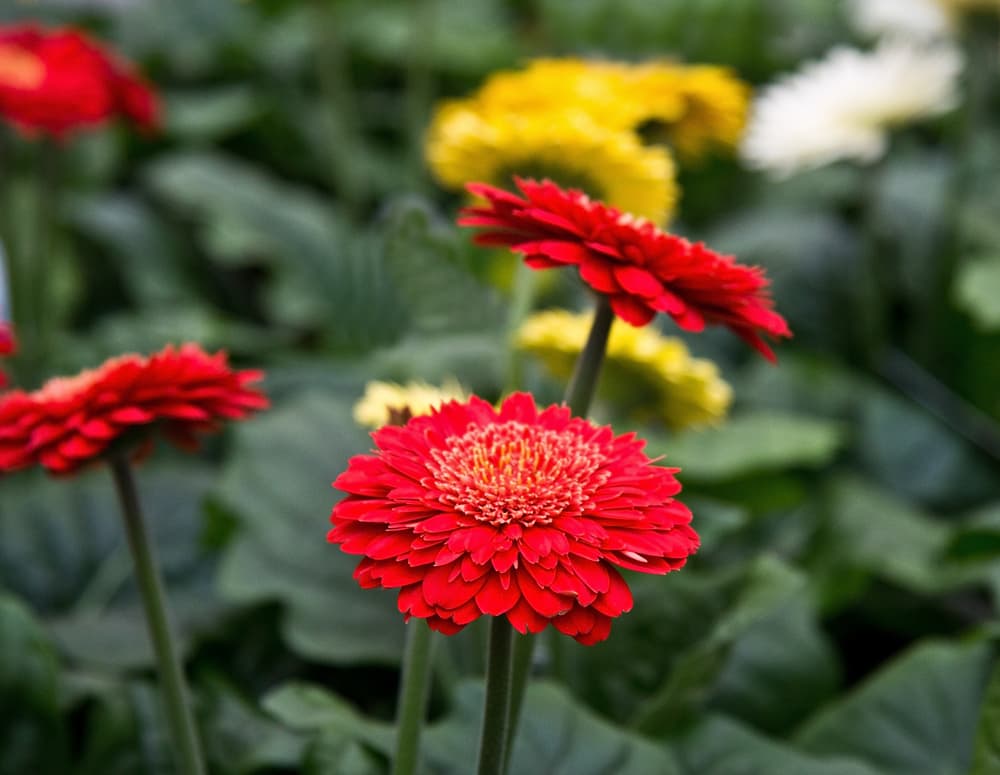 Gerbera 'duroras' with frilly red flowers