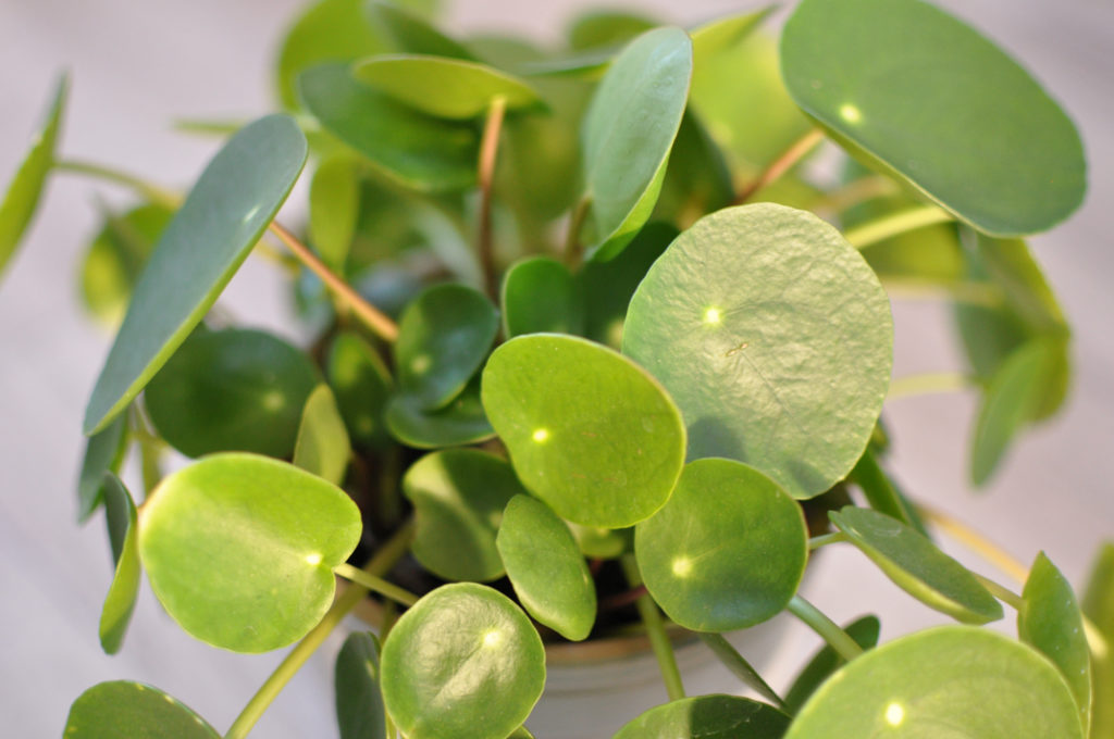 the round leaves of a Chinese money plant growing inside in a container