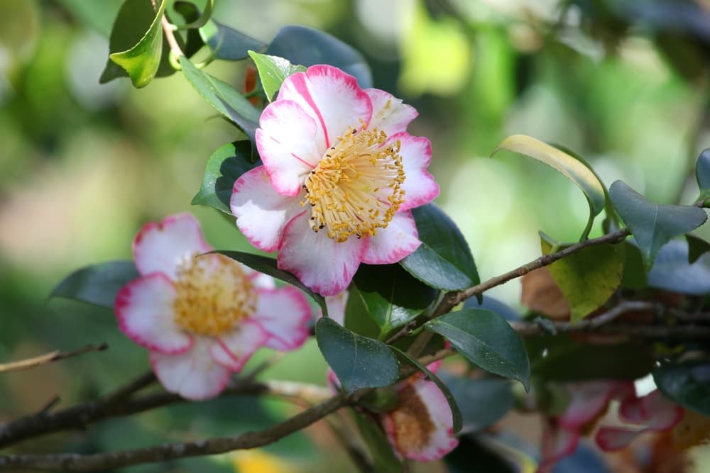 Camellia japonica 'Okan' in flower