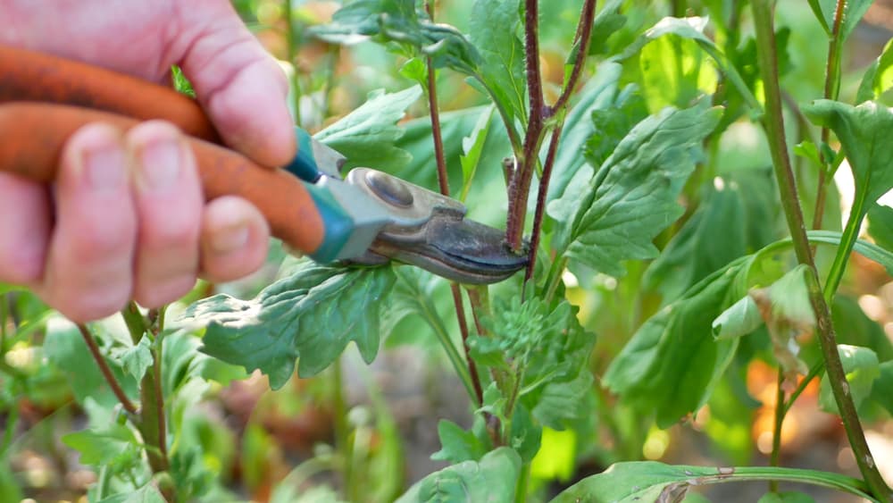 secateurs being used to cut back aster plant growth