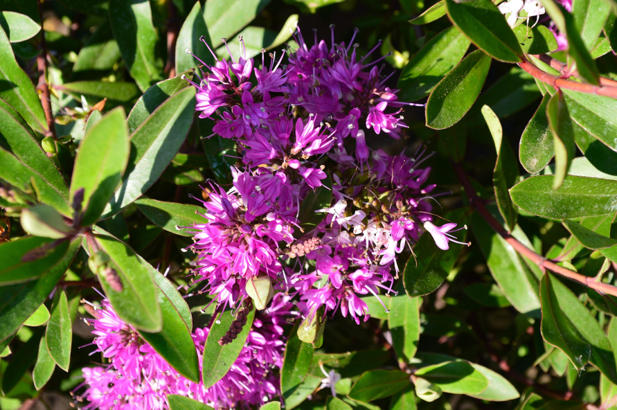 hebe with purple flowers and green leaves growing in the sun