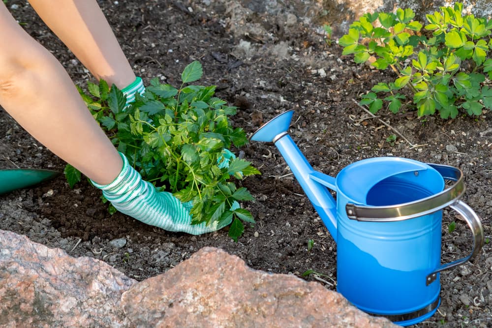 hands shown firming the soil around an astilbe plant that has been freshly planted