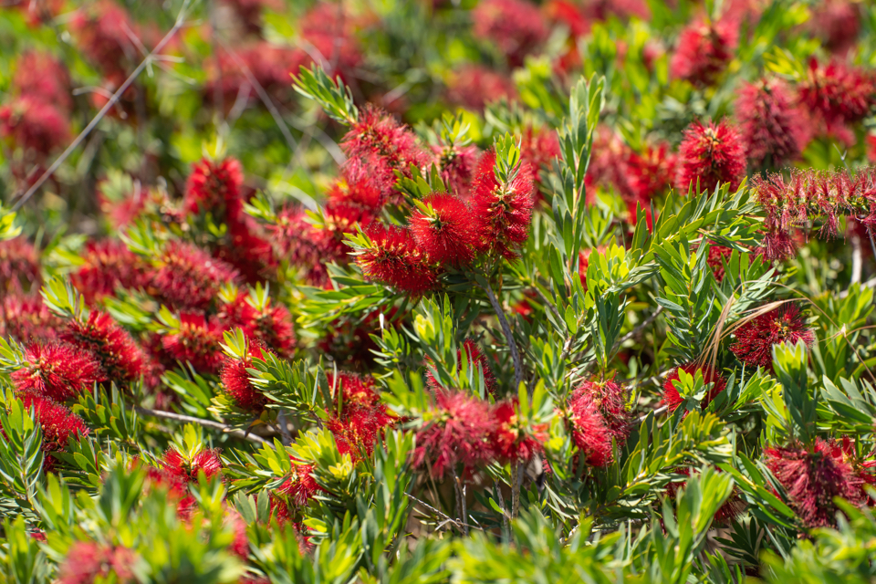 scarlet brushes from a callistemon shrub growing outside