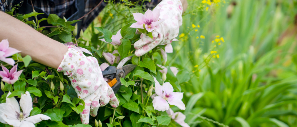 white clematis being pruned by someone wearing gardening gloves using a pair of secateurs