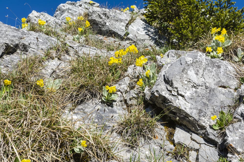 auricula primroses growing on a rocky mountainside