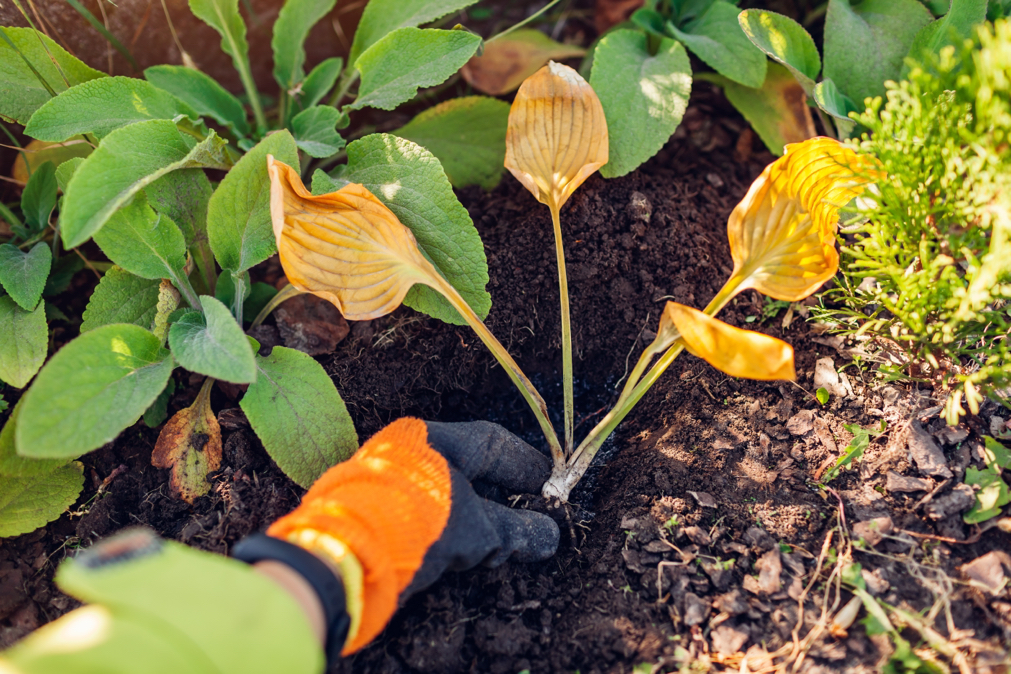 someone planting a hosta plant into a hole in the soil outside