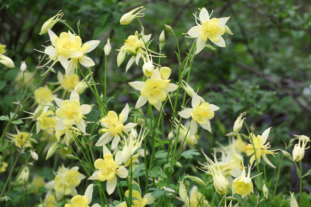 Columbine chrysantha 'Texas yellow' plant with lots of yellow flowers growing in front of green and brown foliage