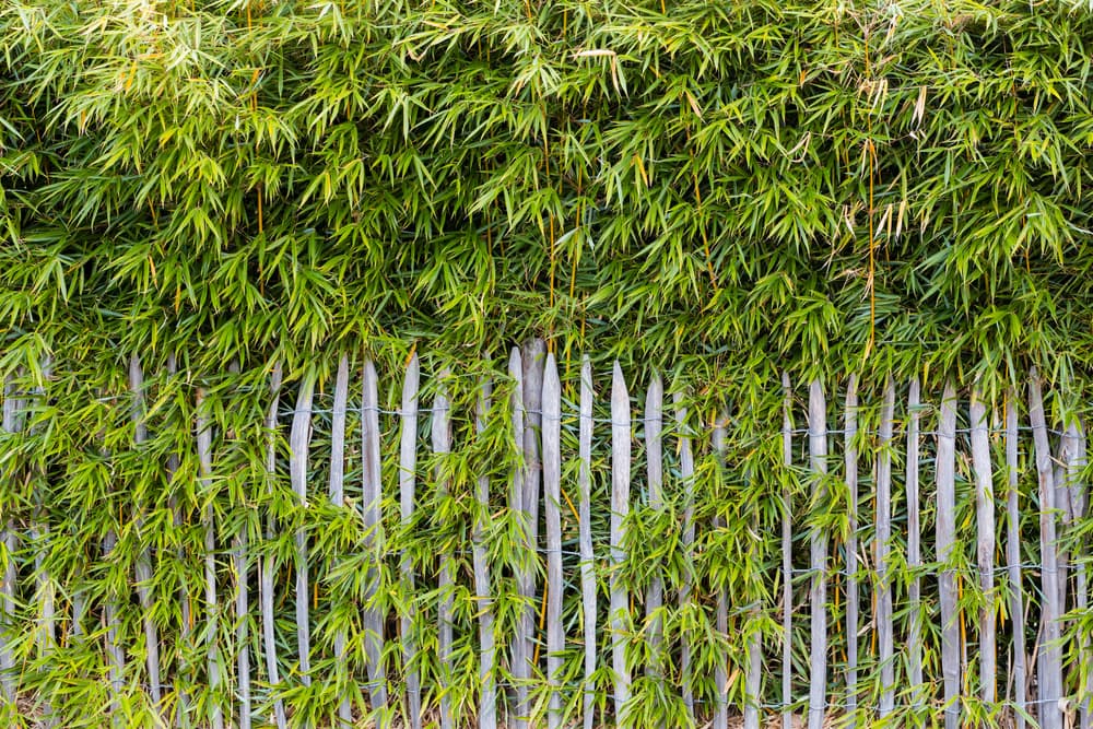 wooden fence overgrown with bamboo foliage and stems