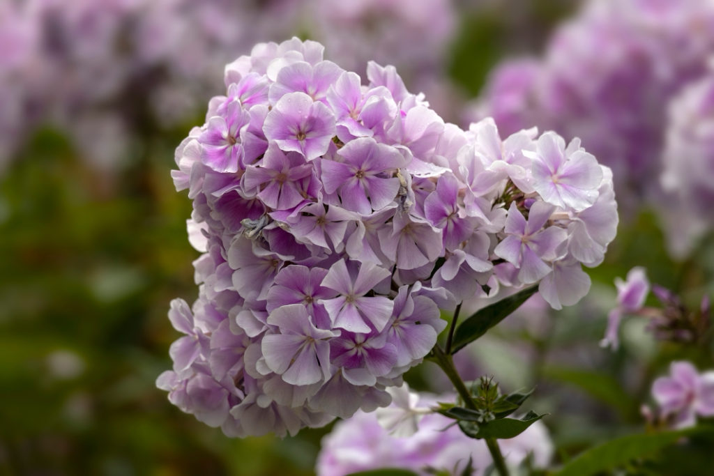 close-up of the purple and white flowering P. paniculata 'Franz Schubert' growing outside