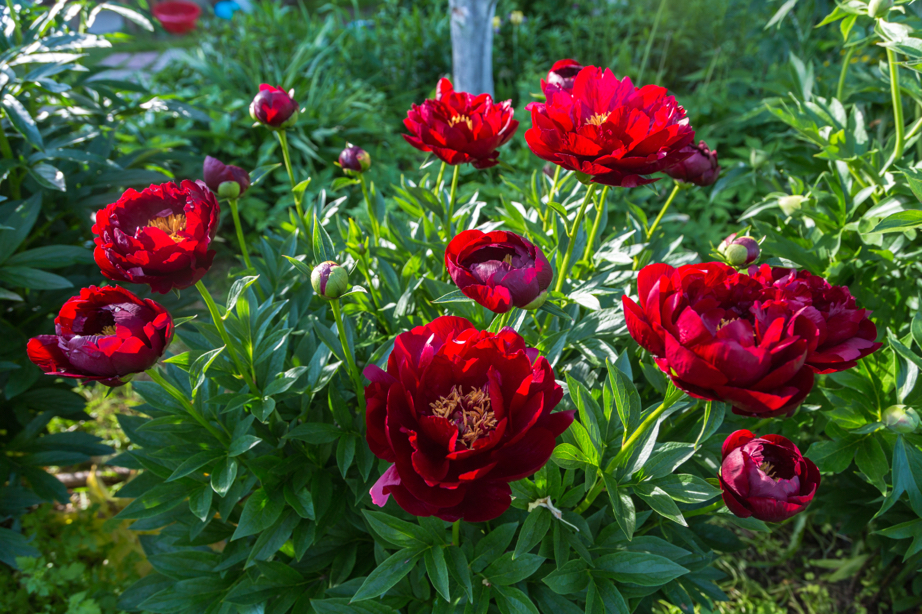 peony 'Buckeye Belle’ plant with deep red flowers growing in a flower bed outside
