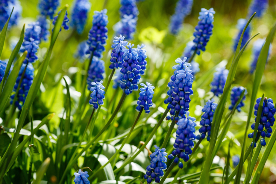 Muscari armeniacum with blue flowering heads growing from tall stems outside