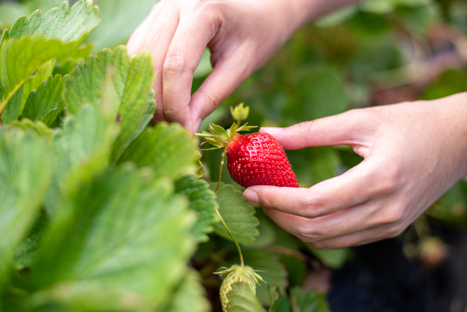 someone holding a strawberry by the fruit and the stem ready to harvest it from the plant