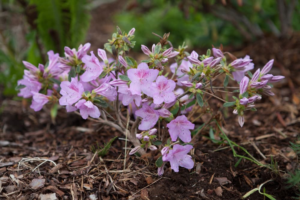 pink flowering azalea growing in heavily mulched ground