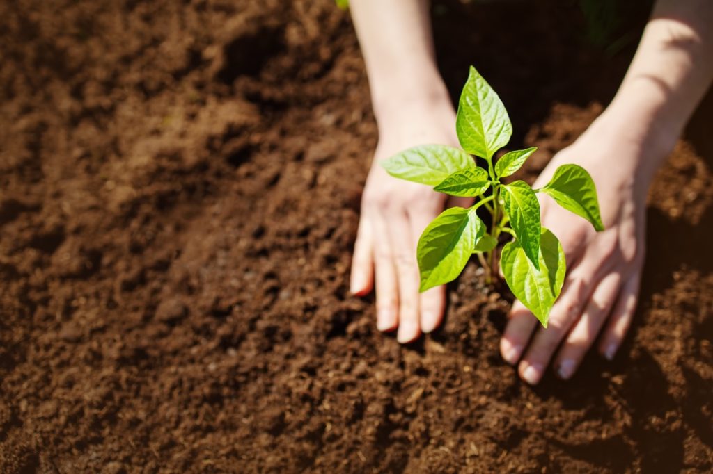 someone with their hands placed at the base of a small plant after planting it in compost