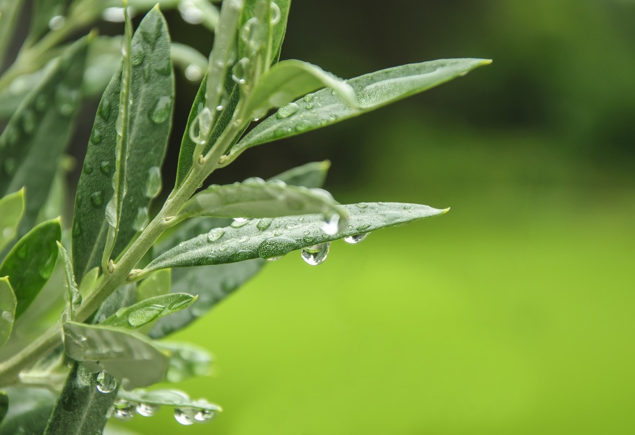 a close-up of an olive tree branch with several droplets of rain on it, with a green grassy background