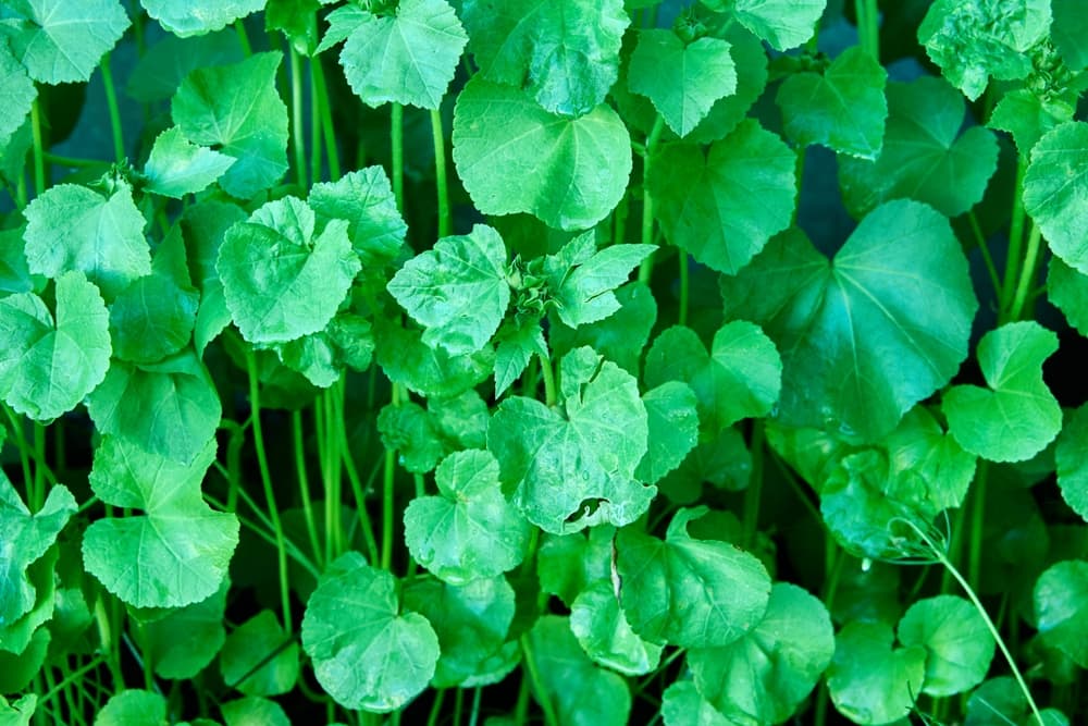 foliage of a lavatera plant before flowering